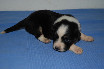 Australian Shepherd